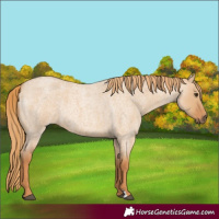 Horse Color:Red Dun Roan 