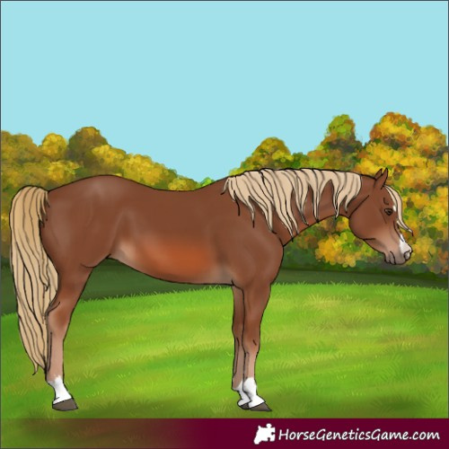 Horse Color:Chestnut 