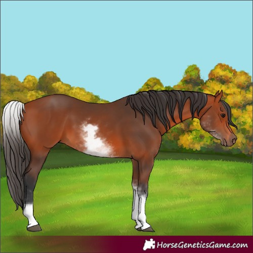 Horse Color:White Spotted Bay 
