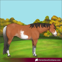 Horse Color:White Spotted Bay Frame 
