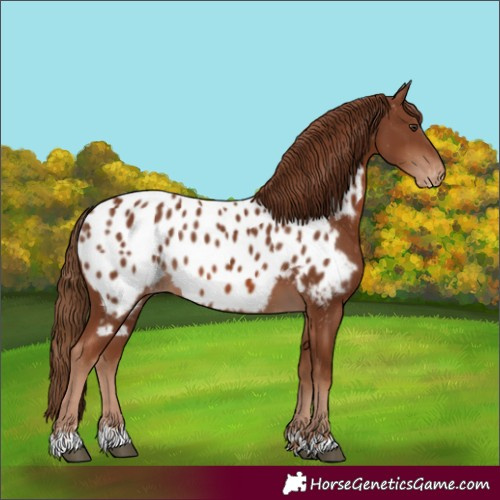 Horse Color:Chestnut Appaloosa 