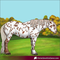 Horse Color:Chestnut Appaloosa