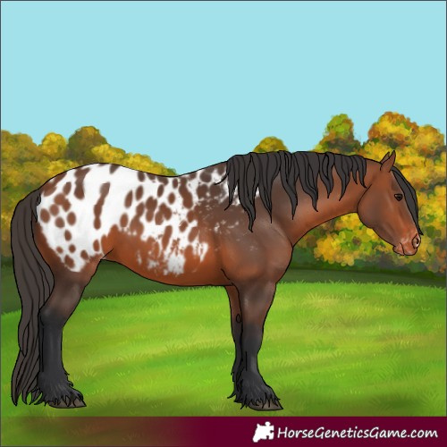 Horse Color:Bay Appaloosa