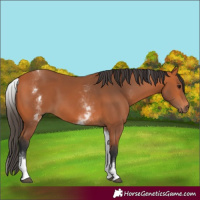 Horse Color:White Spotted Bay