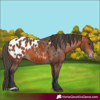 Horse Color:Bay Appaloosa 