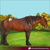 Horse Color:Bay Appaloosa 