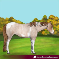Horse Color:Liver Red Roan Pearl Tobiano Frame 