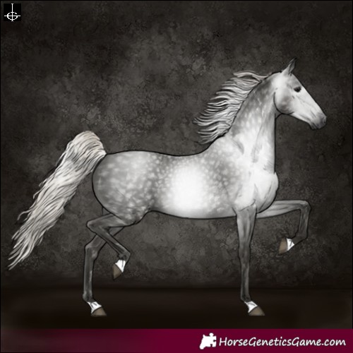 Horse Color:Gray Silver Black 