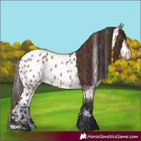 Horse Color:Brown Dun Near Leopard