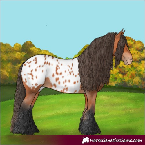 Horse Color:Bay Near Leopard