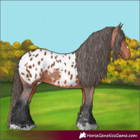 Horse Color:Bay Appaloosa