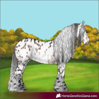 Horse Color:Gray Bay Appaloosa 