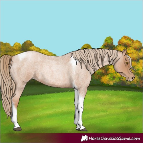 Horse Color:Red Roan Pearl Tobiano Frame