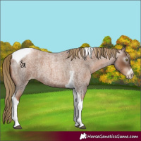 Horse Color:Gray Liver Red Roan Pearl Tobiano Frame 