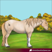 Horse Color:Red Roan Pearl Tobiano Frame
