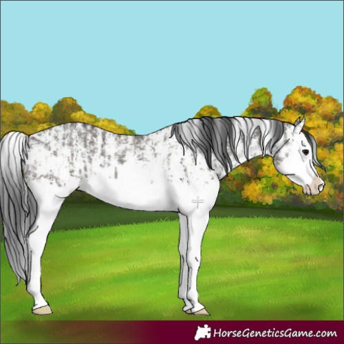 Horse Color:Grullo Sabino Splash  and Grullo Sabino Splash 
