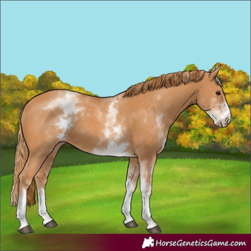 Horse Color:White Spotted Chestnut 