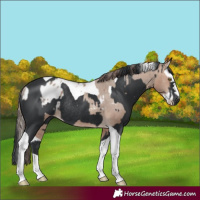 Horse Color:Sable Champagne Splash Appaloosa Rabicano  and Black Tobiano Rabicano 