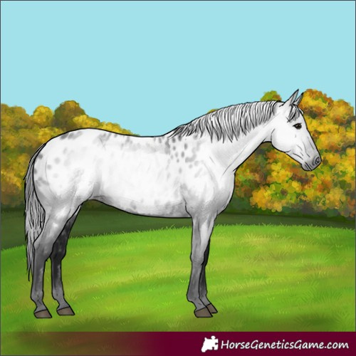 Horse Color:Gray Black Near Leopard