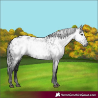 Horse Color:Gray Black Near Leopard 