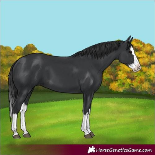 Horse Color:Black Splash
