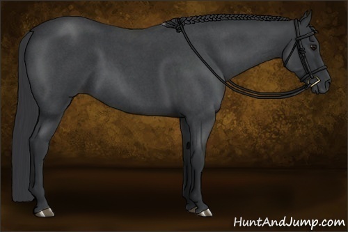 Horse Color:Blue Roan