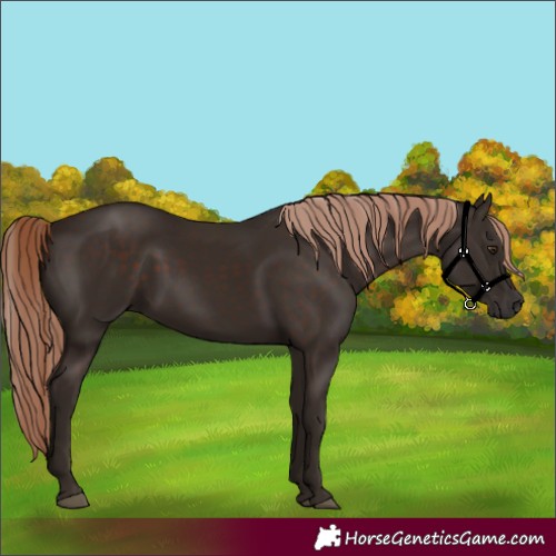 Horse Color:Liver Chestnut Rabicano 