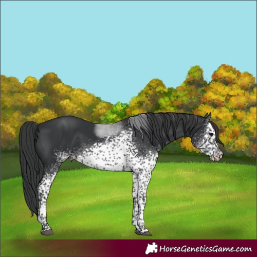 Horse Color:White Spotted Black Tobiano 