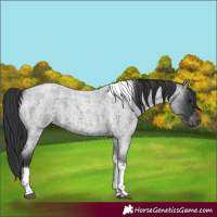 Horse Color:Unknown 