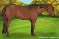 Horse Color:Liver Chestnut 