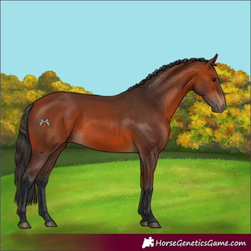 Horse Color:Bay 