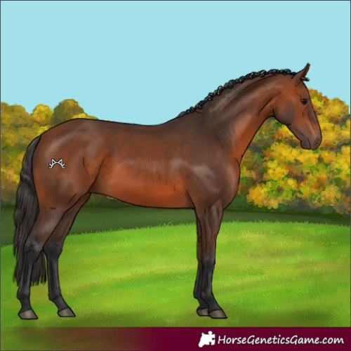 Horse Color:Bay 