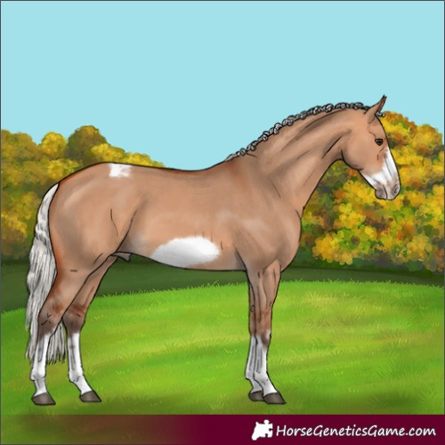 Horse Color:Silver Bay Dun Sabino Tobiano Frame Rabicano 