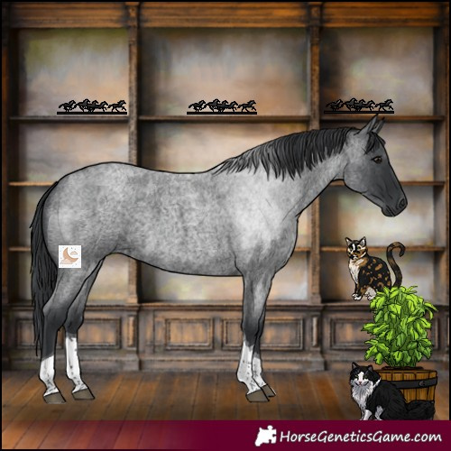 Horse Color:Blue Roan Tobiano 