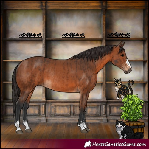 Horse Color:Brown Rabicano and Bay Rabicano