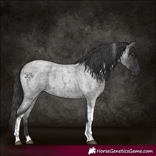 Horse Color:Blue Roan Tobiano 