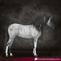 Horse Color:Blue Roan Tobiano 