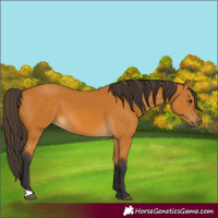 Horse Color:Unknown 