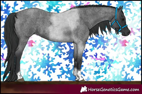 Horse Color:Blue Roan Tobiano 