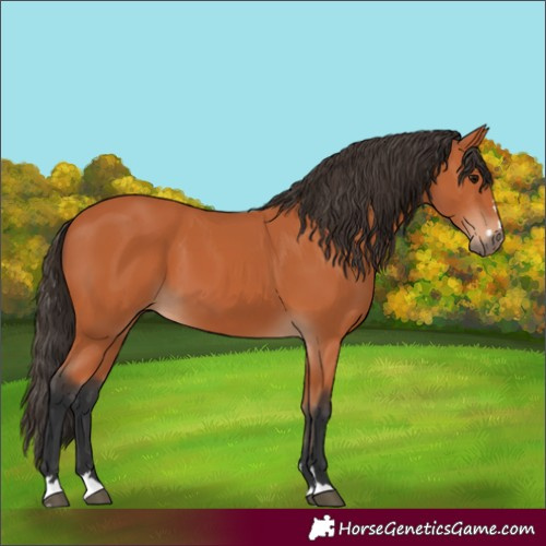 Horse Color:Bay 