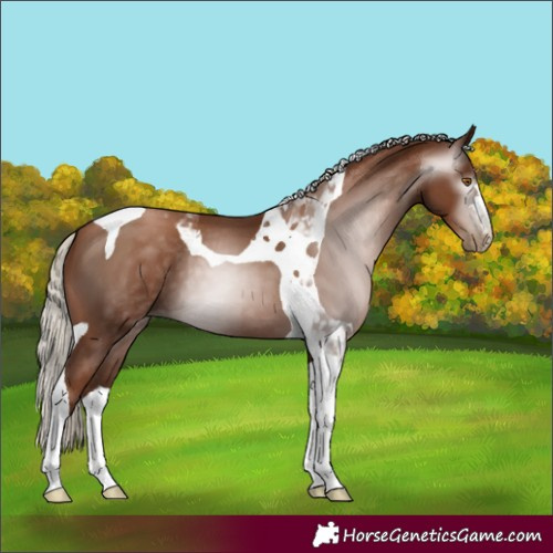 Horse Color:Gray Silver Black Pearl Tobiano