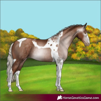Horse Color:Gray Silver Black Pearl Tobiano 