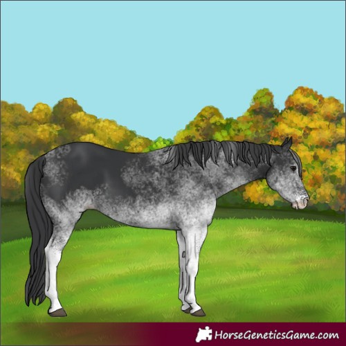 Horse Color:White Spotted Black 