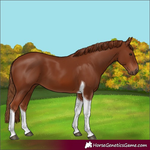 Horse Color:Chestnut Tobiano 