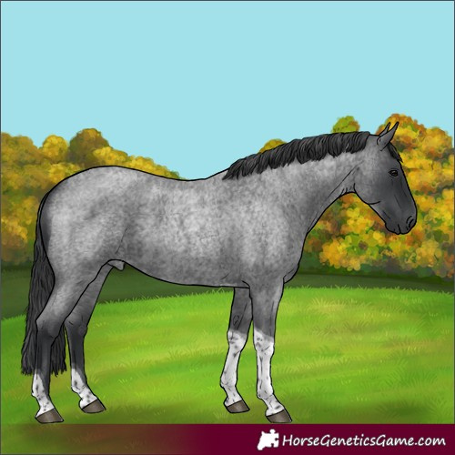 Horse Color:Blue Roan Tobiano