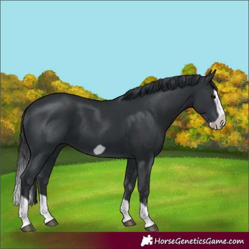 Horse Color:Black Splash Frame