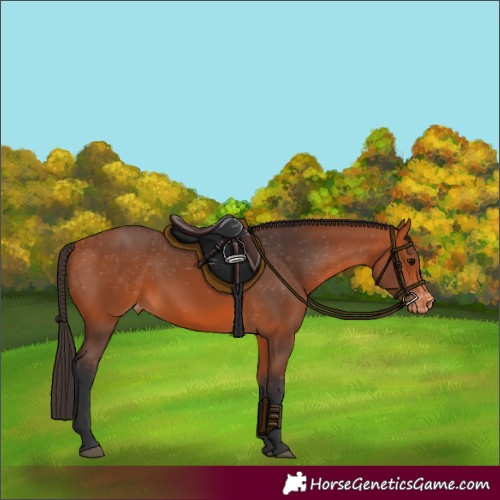 Horse Color:Bay Appaloosa 