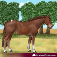 Horse Color:Chestnut Tobiano 