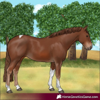 Horse Color:Chestnut Tobiano 