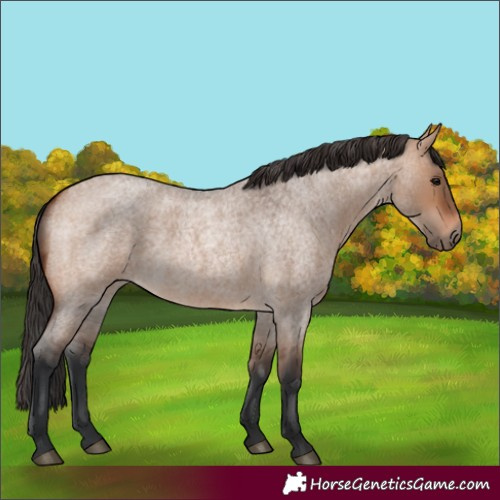 Horse Color:Bay Roan Dun